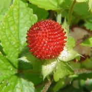 Mock Strawberry (Potentilla Indica)