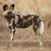 Painted Dog