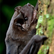 Sinaloan Mastiff Bat