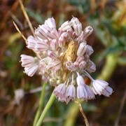 Pale Garlic (Allium Paniculatum)