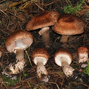 Bleeding Agaricus (Agaricus Brunneofibrillosus)