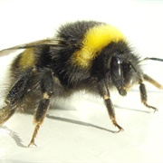 Bumblebee