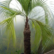 Palmeira-Jataí (Butia Purpurascens)