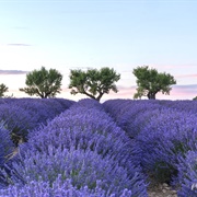 Provence