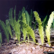 Caulerpa Seaweed