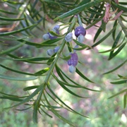 Podocarpus Lambertii