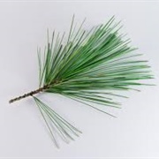 Pine Needles