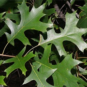 Pin Oak Leaves