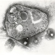 Rinderpest Virus