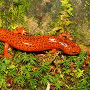 Red Salamander