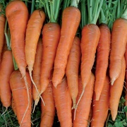 St. Valery Carrots