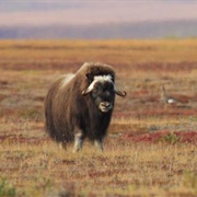 Cape Krusenstern, AK (NPS)