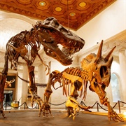 Natural History Museum