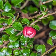 Mountain Snow Berry (Gaultheria Depressa)