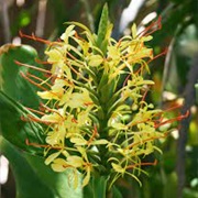 Kahili Ginger