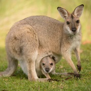 Wallaby