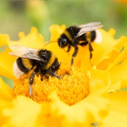 Melissophobia - Fear of Bees