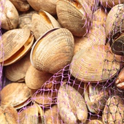 Molluschi Bivalvi Vivi Del Golfo Di Oristano