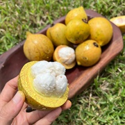 Bebasajo (Garcinia Magnifolia)