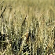 Barley (Sahih Al-Bukhari)