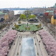Kungsträdgården