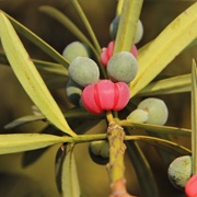 Broad-Leaved Yellowwood (Podocarpus Latifolius)