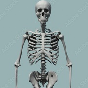 Skeleton