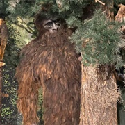 The Sasquatch Outpost