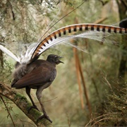 Lyre Bird