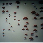 Mammalian Brain Collection