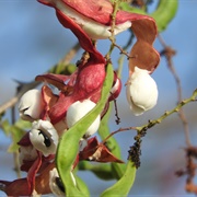 Guamúchil (Pithecellobium Dulce)