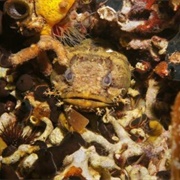 Oyster Toadfish