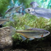 Tiffin River Wildlife Area (Fulton County)