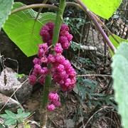 Suicide Plant (Dendrocnide Moroides)