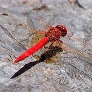 Scarlet Percher Dragonfly