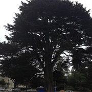 Uncle John's Tree at McLaren Lodge