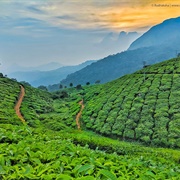 Tea Plantations of Kerala, India