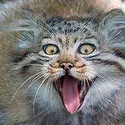 Pallas Cat