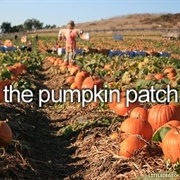 Visit the Pumpkin Patch
