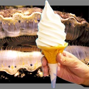 Scallop Ice Cream