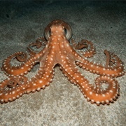 Atlantic White-Spotted Octopus
