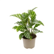 Calathea Concinna