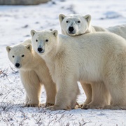 An Aurora of Polar Bears