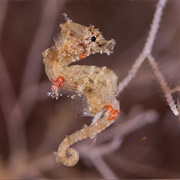 Satomi's Pygmy Seahorse