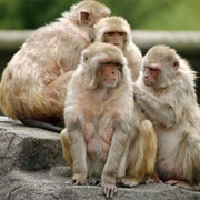 A Mission of Monkeys