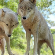 Seacrest Wolf Preserve