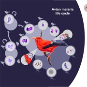 Avian Malaria