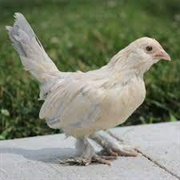 Porcelain Bantam