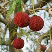 African Locust Bean (Parkia Biglobosa)