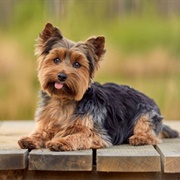 Yorkie